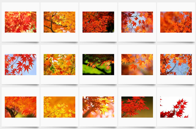 紅葉・もみじの写真