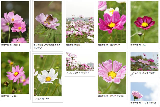 コスモスの写真素材