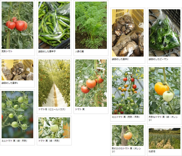 野菜の写真素材